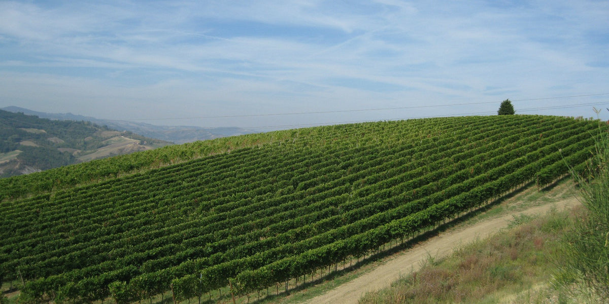 Chiarli Lambrusco Pruno Nero Spumante N/V