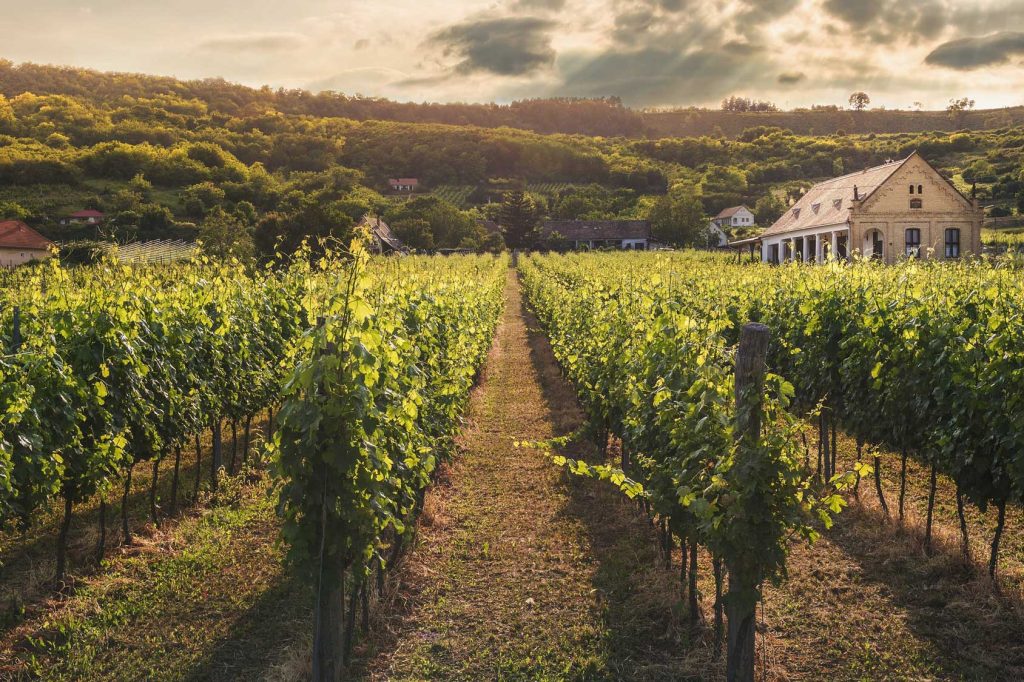 Chanzy Beaune 1Er Cru Clos Des Marconnets 2021