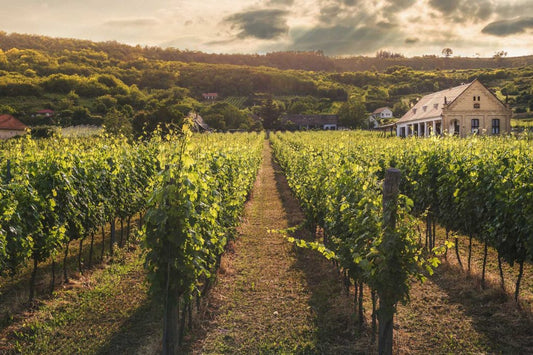 Chanzy Beaune 1Er Cru Clos Des Marconnets 2021
