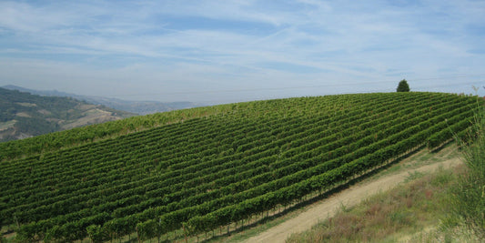 Chiarli Lambrusco Pruno Nero Spumante N/V