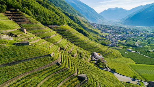Tenuta Scersce Essenza Valtellina Sup Docg 2018